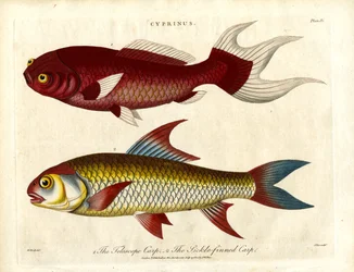 Karpersoorten (Cyprinus)