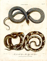 Katachtige en tijgerachtige adders (Coluber)