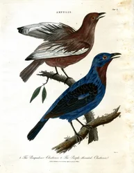 Praatjesmakers (Ampelis)