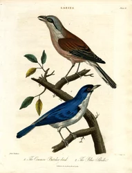 Slagersvogel en blauwe klauwier