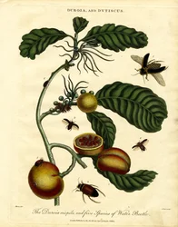 Duroia en waterkevers