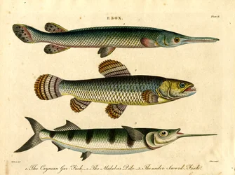 Esox: Snoek en zwaardvis soorten