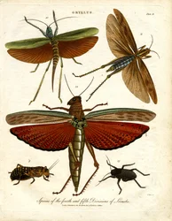 GRYLLUS: Soorten van de vierde en vijfde sprinkhanenafdeling
