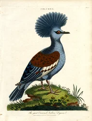 Indische duif (Columba)