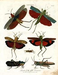 Gryllus: Sprinkhanen van de Vijfde Divisie