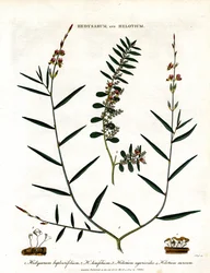 Hedysarum en Helotium