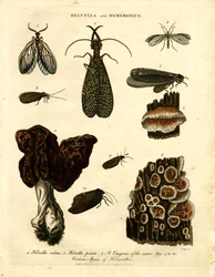 Helvella en Hemerobius