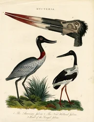 Jabiru soorten (Mycteria) met anatomische details