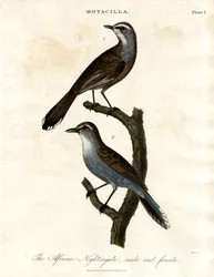 Motacilla - Afrikaanse nachtegaal