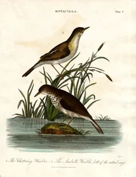 Motacilla: Kletskous en Isabella Kletskous