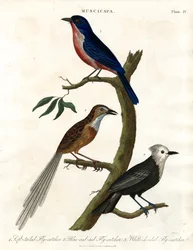 Muscicapa - Vliegenvanger Soorten