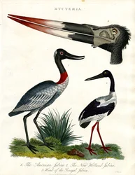 Mycteria Soorten: Amerikaanse;Nieuw-Hollandse en Senegal Jabiru