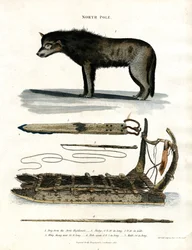 Noordpool: Poolhond en jachtuitrusting