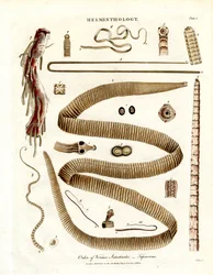 Orde van Vermes Intestinales - Lintwormen