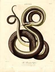 Panamaslang (Coluber)
