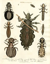 Pediculus - verschillende soorten luizen