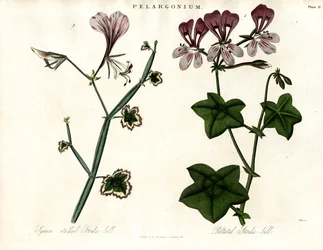 Pelargonium Soorten (Ooievaarsbek)