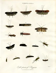 Phryganea - Caddisvliegen