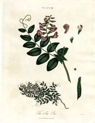 Pisum - De Erwt