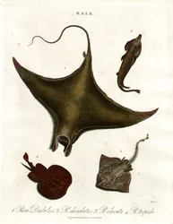 Raia soorten (Roggen)