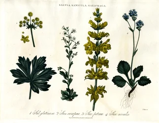 Salie; Sanicle en Saxifrage soorten