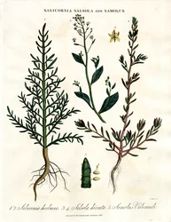 Salicornia, Salsola en Samolus: Halofytische kustplanten