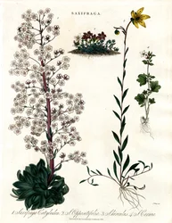 Saxifraga Soorten