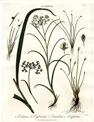 Scirpus Soorten