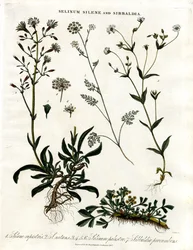 Selinum; Silene en Sibbaldia