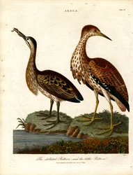 Geoorde Roerdomp en Kleine Roerdomp