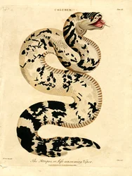 De Atropos of levensverslindende adder
