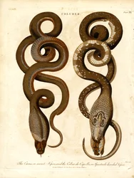 De Cæcus; of geheime adder; en de Cobra de Capello; of de adder met het brillenkopje