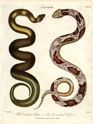 De Crotaline adder en de Gekroonde adder