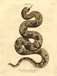 De Lachesis of dodelijke adder