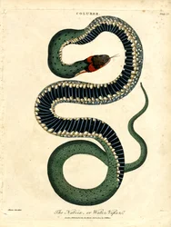 De Natrix; of waterslang