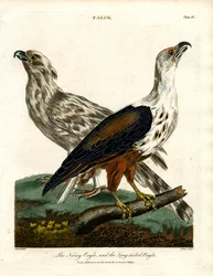 De luidruchtige adelaar en de langstaartarend