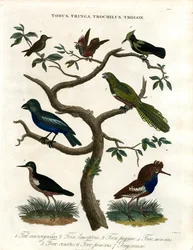 Todus;Tringa;Trochilus en Trogon