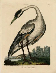 Witte kraanvogel van Japan (Ardea)