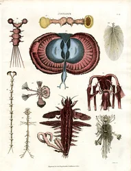 Dierkunde Pl. III: Anatomische illustraties van verschillende ongewervelde dieren