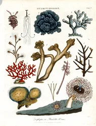 Zoöphyten; of plantachtige wormen