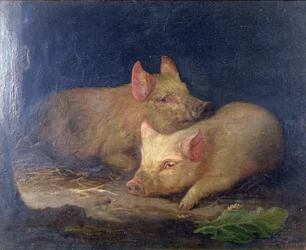 Twee Prijswinnende Varkens in een Interieur
