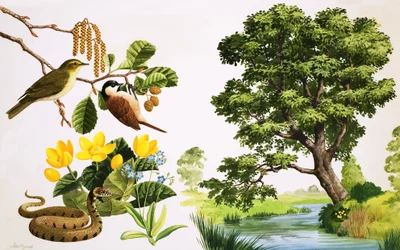 De elzenboom en wat je eromheen kunt vinden