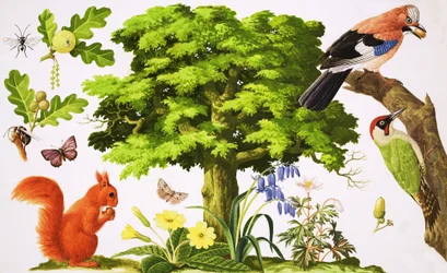 De prachtige eikenboom