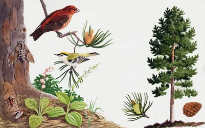 De pijnboom en zijn bewoners