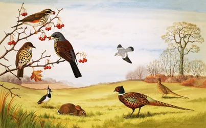 Montage van ongeïdentificeerde plattelandsvogels inclusief fazant