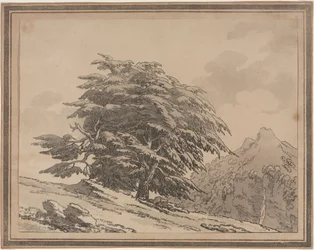 Afbeeldingen van het algemene karakter, vertakkingen en loof van bosbomen: Ceder, 1789
