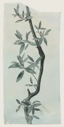 Studie van wilgenbladeren, c.1857