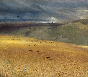 Korenveld