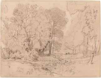 Boslandschap
