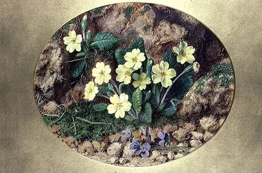 Sleutelbloemen en viooltjes